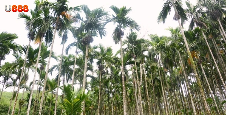 Một số tình huống phổ biến trong giấc mơ và ý nghĩa