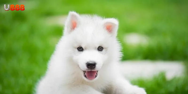 Mơ thấy chó mang ý nghĩa gì theo quan niệm tâm linh?