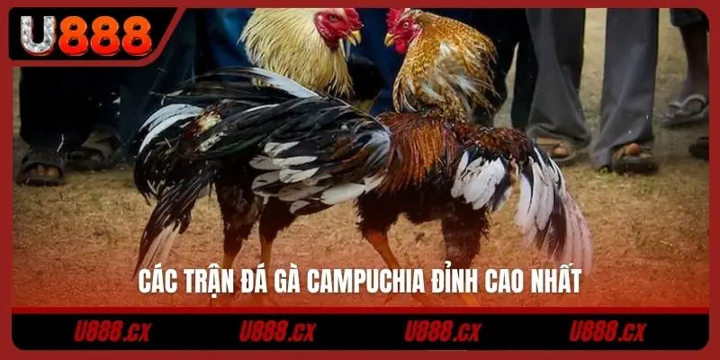 Các trận đá gà Campuchia đỉnh cao nhất