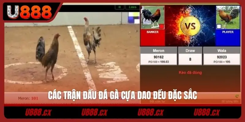 Các trận đấu đá gà cựa dao đều đặc sắc