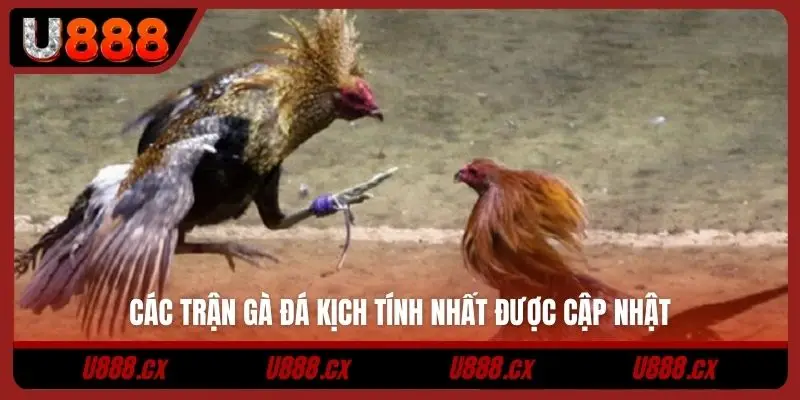 Các trận gà đá kịch tính nhất được cập nhật