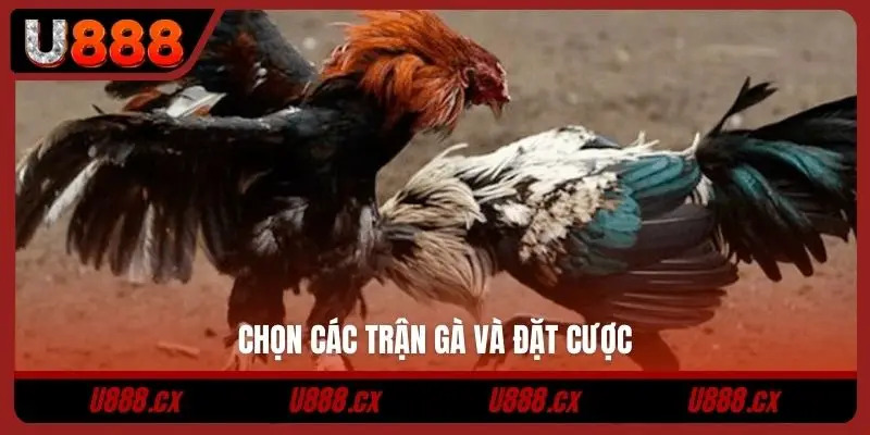 Chọn các trận gà và đặt cược