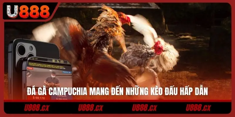 Đá gà Campuchia mang đến những kèo đấu hấp dẫn