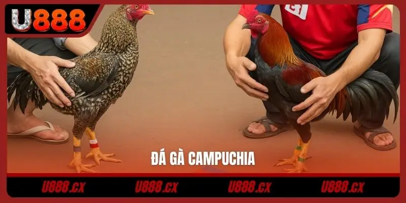 Đá gà Campuchia