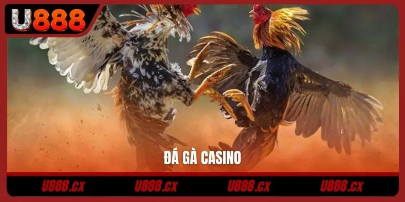 Đá gà casino