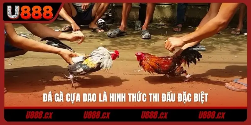 Đá gà cựa dao là hinh thức thi đấu đặc biệt