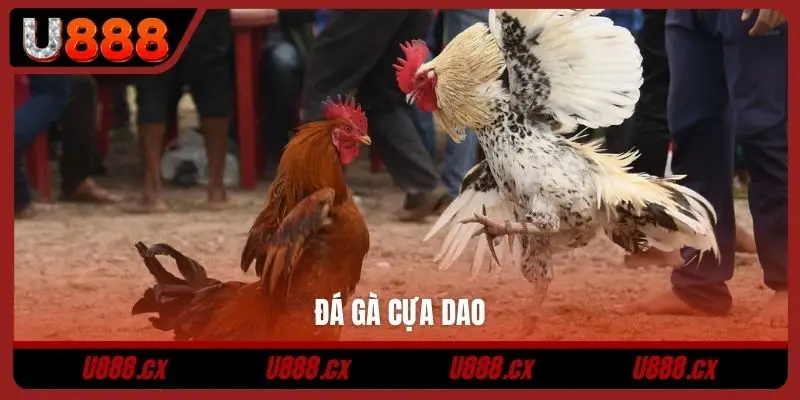 Đá gà cựa dao