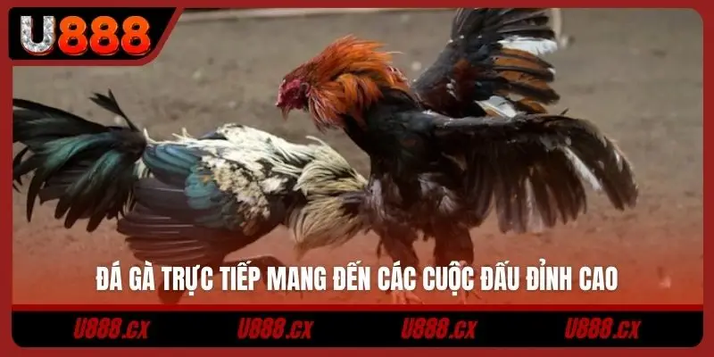 Đá gà trực tiếp mang đến các cuộc đấu đỉnh cao