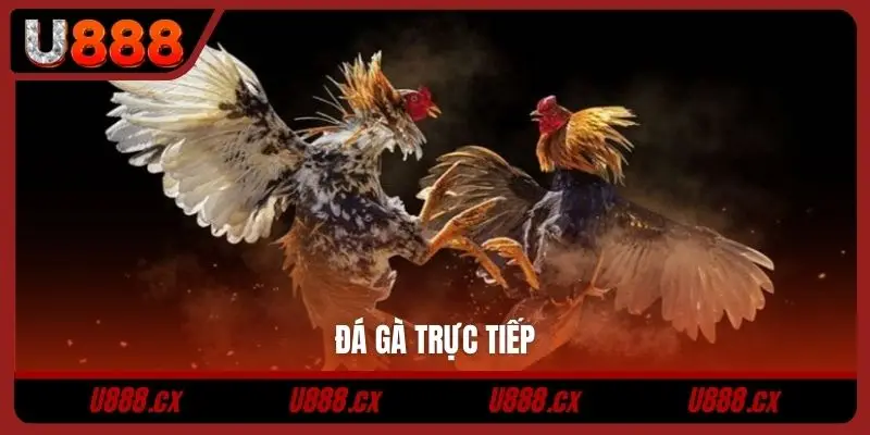 Đá gà trực tiếp