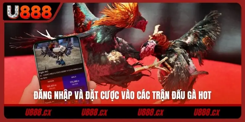 Đăng nhập và đặt cược vào các trận đấu gà HOT
