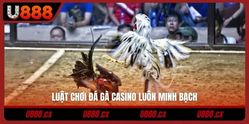 Luật chơi đá gà casino luôn minh bạch