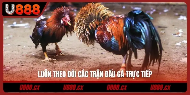 Luôn theo dõi các trận đấu gà trực tiếp