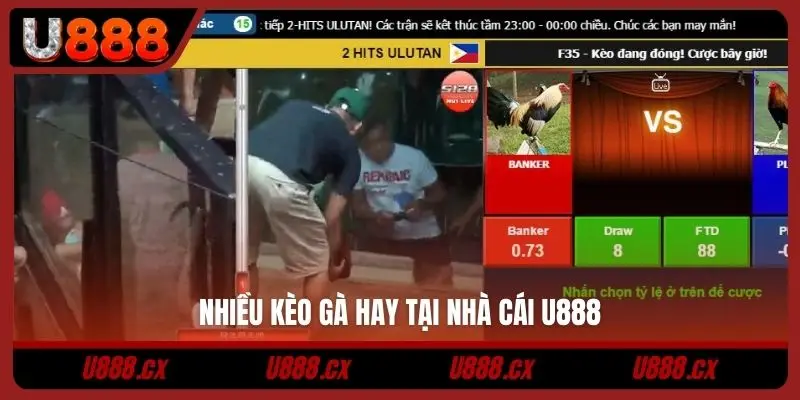 Nhiều kèo gà hay tại nhà cái U888