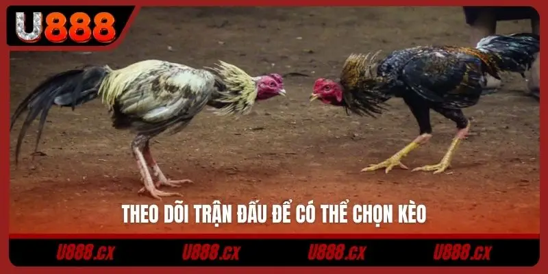 Theo dõi trận đấu để có thể chọn kèo