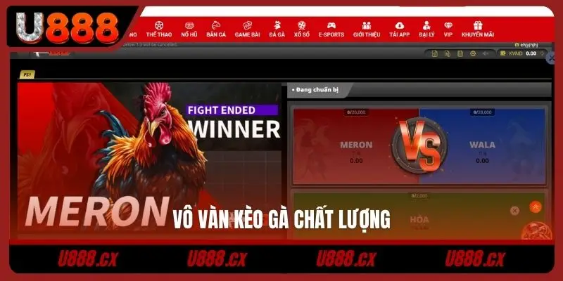 Vô vàn kèo gà chất lượng